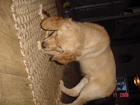 Golden retriever bernhard billede 2