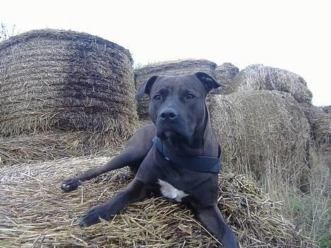 Amerikansk staffordshire terrier Daisy  - Hej.. Jeg hedder daisy, Velkommen til min profil... billede 1