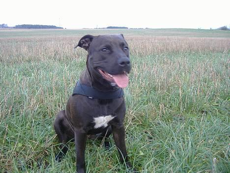 Amerikansk staffordshire terrier Daisy  - Smukke Daisy 2006 billede 2