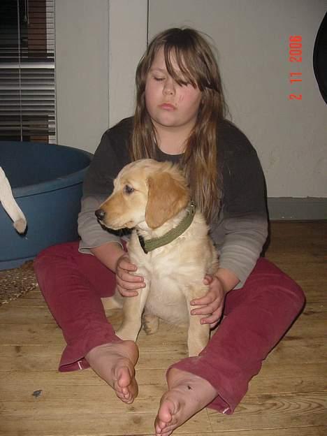 Golden retriever bernhard billede 3