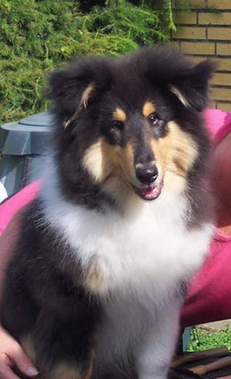 Collie langhåret Rambo billede 6
