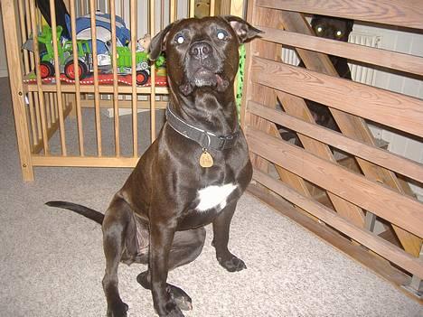 Amerikansk staffordshire terrier Daisy  billede 3