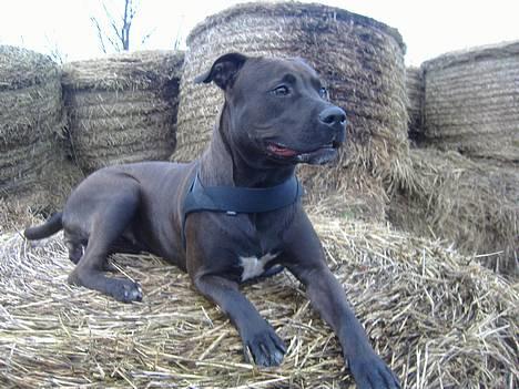 Amerikansk staffordshire terrier Daisy  billede 4