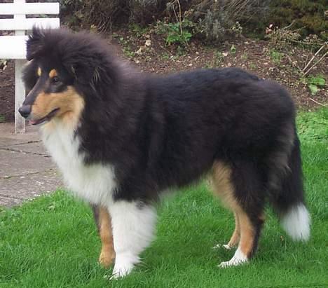 Collie langhåret Rambo - 5 mdr. er jeg ikke dejlig billede 7