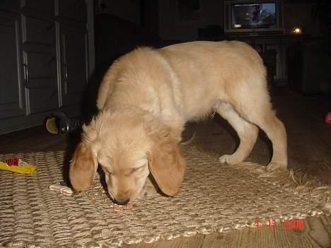 Golden retriever bernhard billede 4