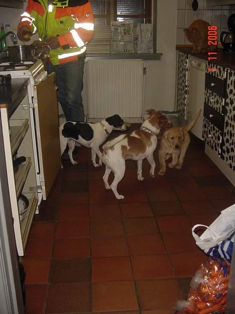 Golden retriever bernhard - første dag,mille ballo og katten kurt meget nysgerig billede 5