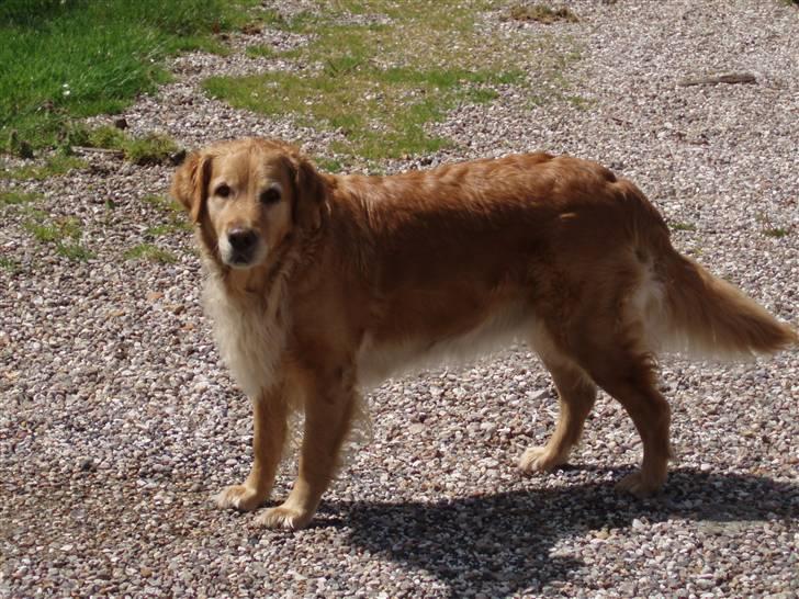 Golden retriever Tessa - Sommer 2008 billede 1