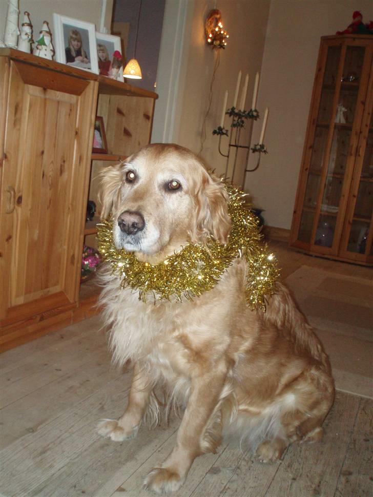 Golden retriever Tessa - Julen 2008 billede 2