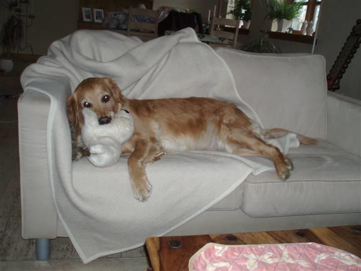 Golden retriever Tessa - Forår 2008 billede 3