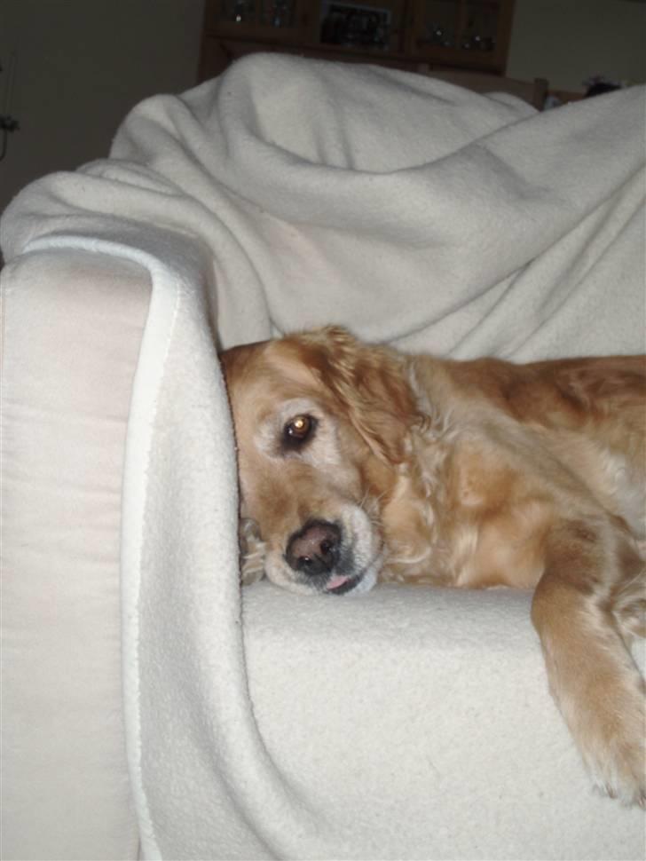Golden retriever Tessa - Forår 2008 billede 4