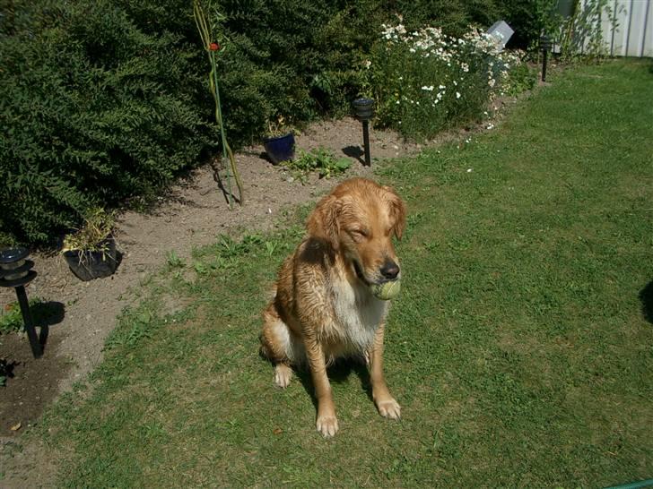 Golden retriever Tessa - Sommer 2005 billede 5