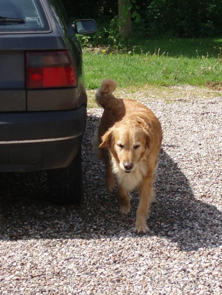 Golden retriever Tessa - Sommer 2008 billede 6