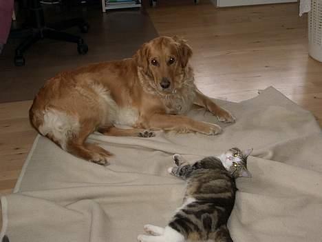 Golden retriever Tessa - Sommer 2006 billede 7