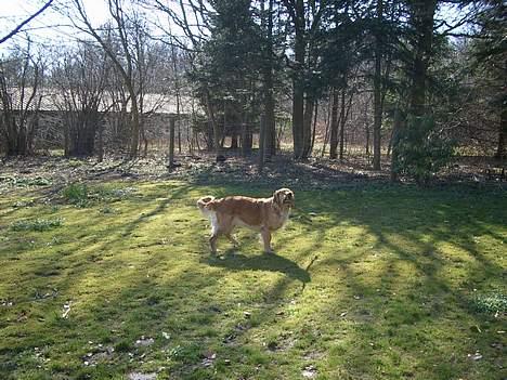 Golden retriever Tessa - Efterår 2006 billede 8