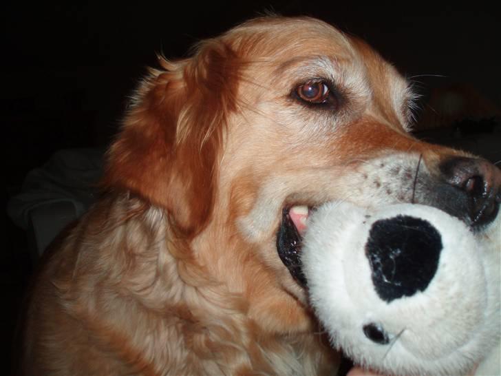 Golden retriever Tessa - Forår 2008 billede 9