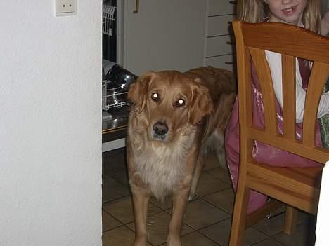 Golden retriever Tessa - 2005 billede 10