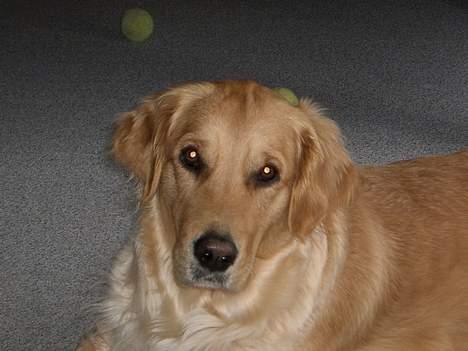 Golden retriever Tessa - 2005 billede 12