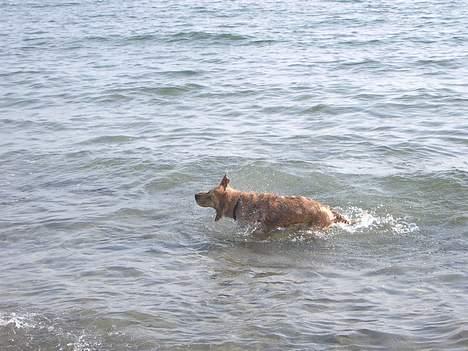 Golden retriever Tessa - Sommer 2005 billede 13