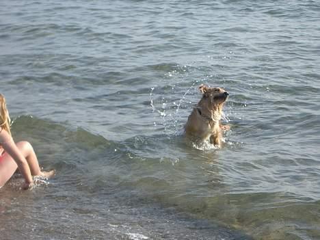Golden retriever Tessa - Sommer 2005 billede 14