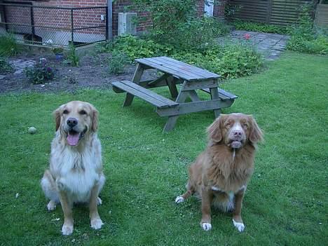 Golden retriever Tessa - 2006 billede 15