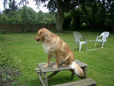 Golden retriever Tessa - 2006 billede 17