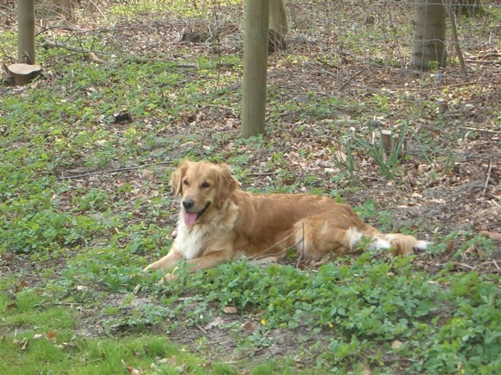 Golden retriever Tessa - 2006 billede 18