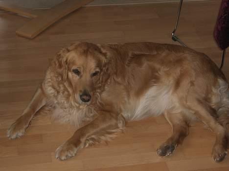 Golden retriever Tessa - 2006 billede 19