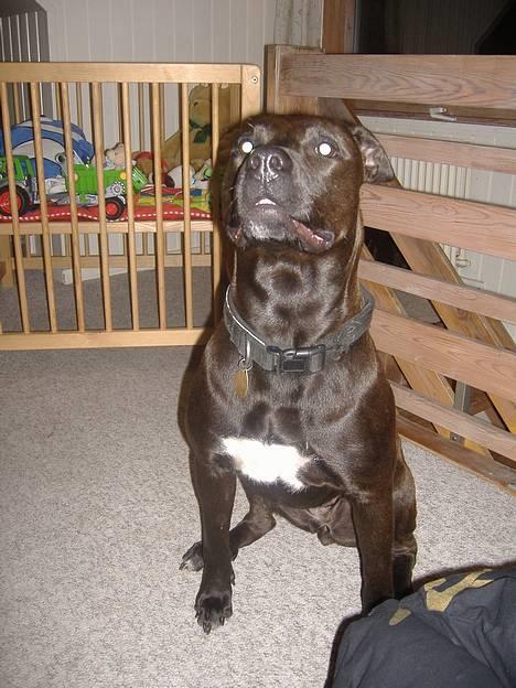 Amerikansk staffordshire terrier Daisy  billede 5