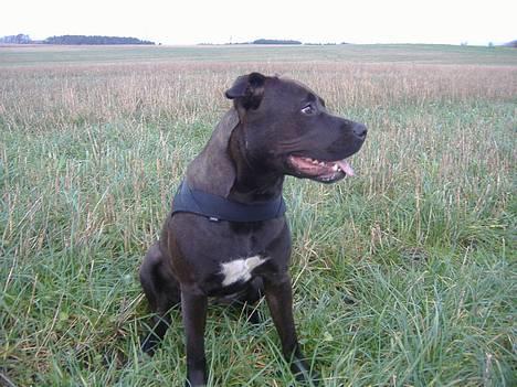 Amerikansk staffordshire terrier Daisy  billede 6