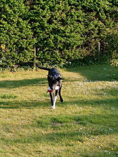 Blanding af racer Elvis billede 9