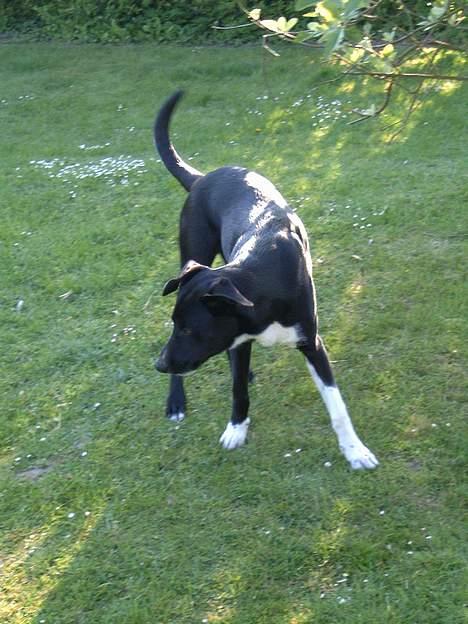 Blanding af racer Elvis billede 10