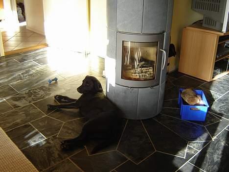 Labrador retriever formel 1 A&H Maggie - Her er dejlig varm så jeg tager lige en lille lur billede 16