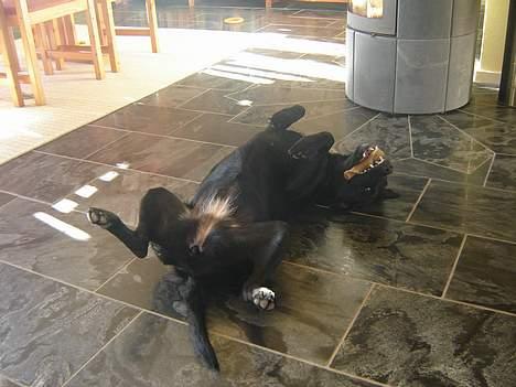 Labrador retriever formel 1 A&H Maggie - Er der ingen der gider nusse min mave billede 17