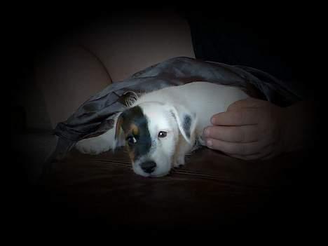 Jack russell terrier Egesgave´s Kaffa - Portræt billede 1