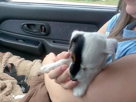 Jack russell terrier Egesgave´s Kaffa - dagen hvor han skulle flytte hjemmefra :-) billede 2