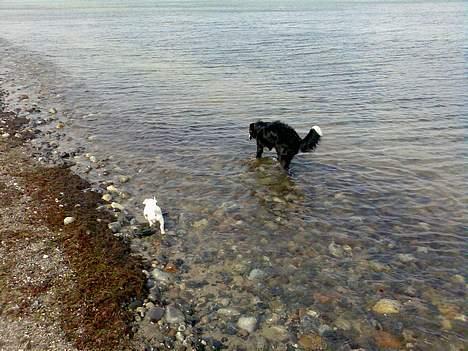 Jack russell terrier Egesgave´s Kaffa billede 3