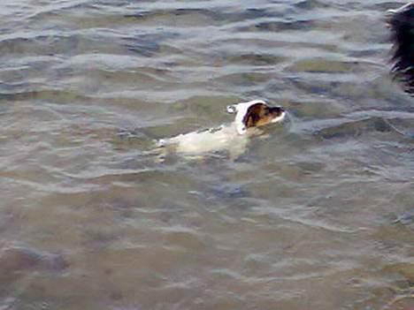 Jack russell terrier Egesgave´s Kaffa billede 4