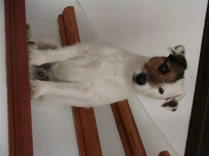 Jack russell terrier Egesgave´s Kaffa billede 5
