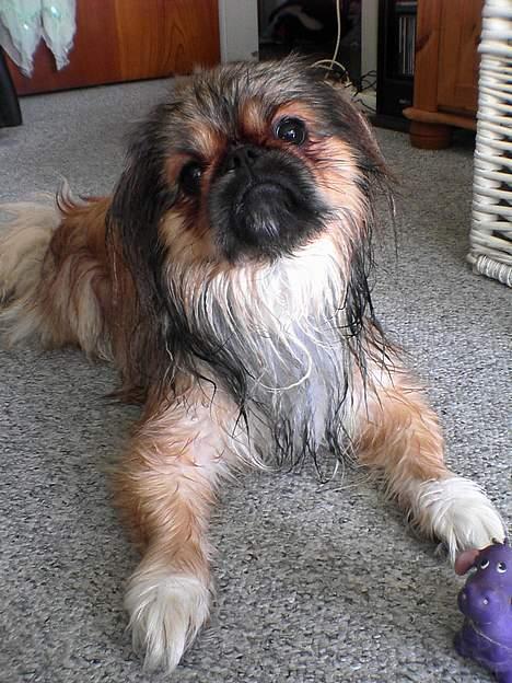 Pekingeser Lucky - Har lige været i bad :-) billede 8