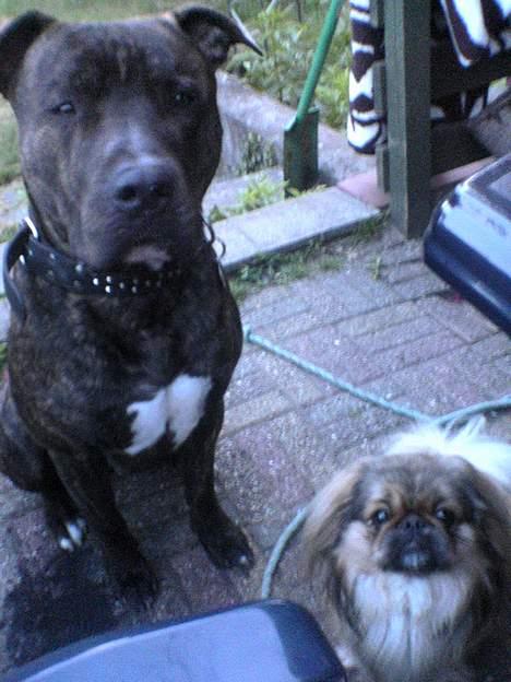 Pekingeser Lucky - Ej vi tigger da ikke ved bordet...  Ikke ret meget ihvertfald ;-) billede 9