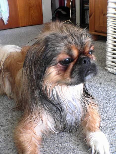 Pekingeser Lucky - Ligger til tørre efter badet... billede 10