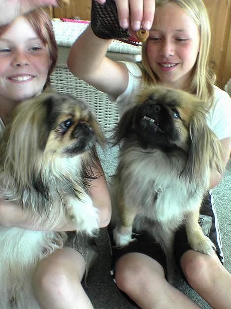 Pekingeser Lucky - Lucky og kæresten My.... billede 11