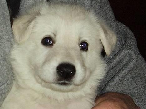 Hvid Schweizisk Hyrdehund Horsebo Vi2 - Vi2 , 6uger gammel billede 1