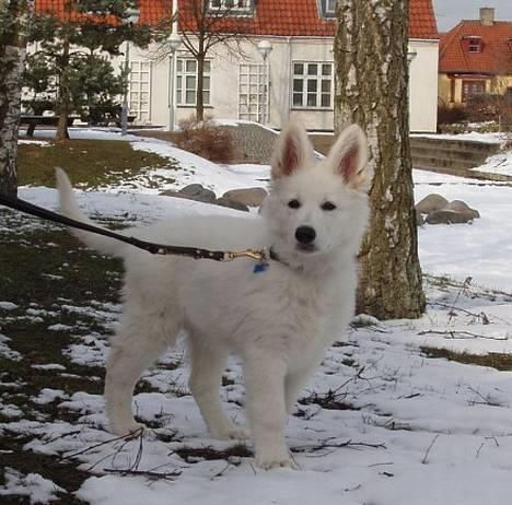 Hvid Schweizisk Hyrdehund Horsebo Vi2 - Vi2, 3 måneder gammel billede 2