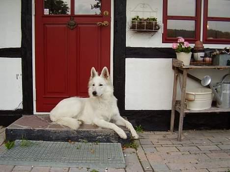 Hvid Schweizisk Hyrdehund Horsebo Vi2 billede 4