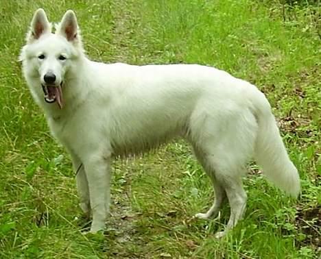 Hvid Schweizisk Hyrdehund Horsebo Vi2 billede 5