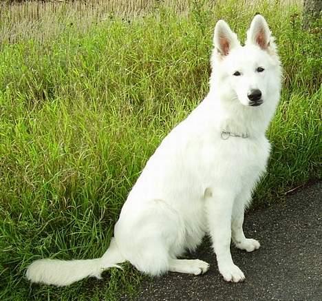 Hvid Schweizisk Hyrdehund Horsebo Vi2 billede 6