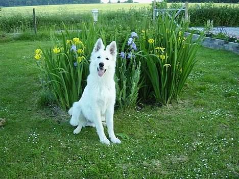 Hvid Schweizisk Hyrdehund Horsebo Vi2 billede 7