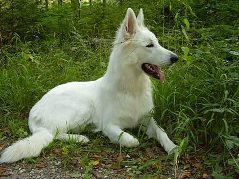 Hvid Schweizisk Hyrdehund Horsebo Vi2 billede 8