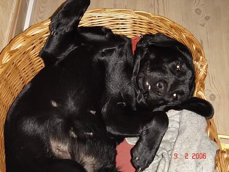 Labrador retriever blackie billede 2